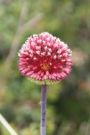 Flowerhead Canvas Print