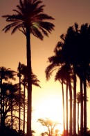 Palm Sunset Canvas Print