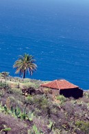 Palm and Roof Canvas Print