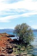 Trees and Water Canvas