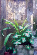 Wall Plant