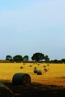 The Harvest is gathered Canvas Prints