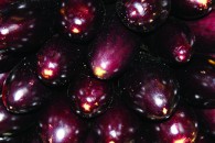 Aubergine