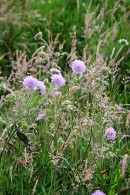 Cornflowers