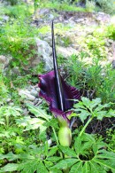 Pitcher Plant