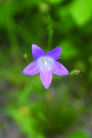 Purple Flower