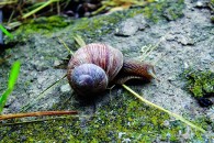 Snail