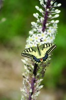 SwallowTail