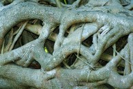 Tree Roots