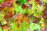 Wet Leaves