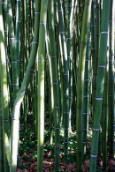 Bamboo