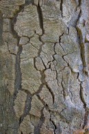 Bark