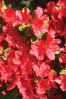 Azalea-Flower