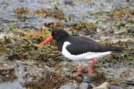 Oyster-catcher