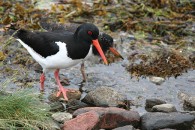 Oyster-catcher-and-Chic