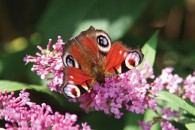 Red-Admiral A