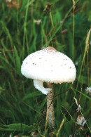 Toadstool