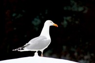 Watching-Gull