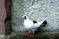 White-Pigeon