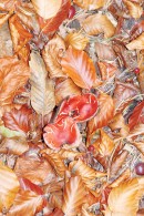 Beech-Leaves